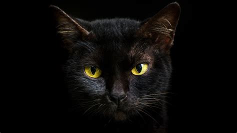Curse of the black cat evil eye jinx